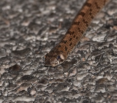 Phyllorhynchus decurtatus