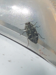 Chrysobothris tranquebarica