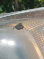 Chrysobothris tranquebarica