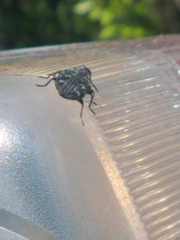 Chrysobothris tranquebarica