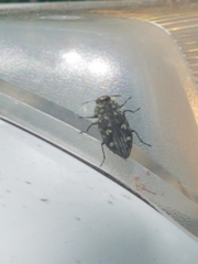 Chrysobothris tranquebarica