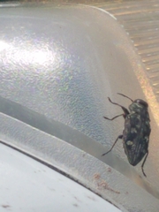 Chrysobothris tranquebarica