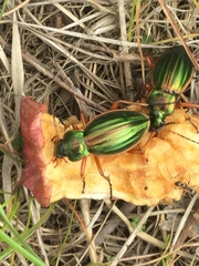 Carabus auratus