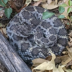 Crotalus cerberus
