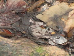 Dinomyrmex gigas borneensis