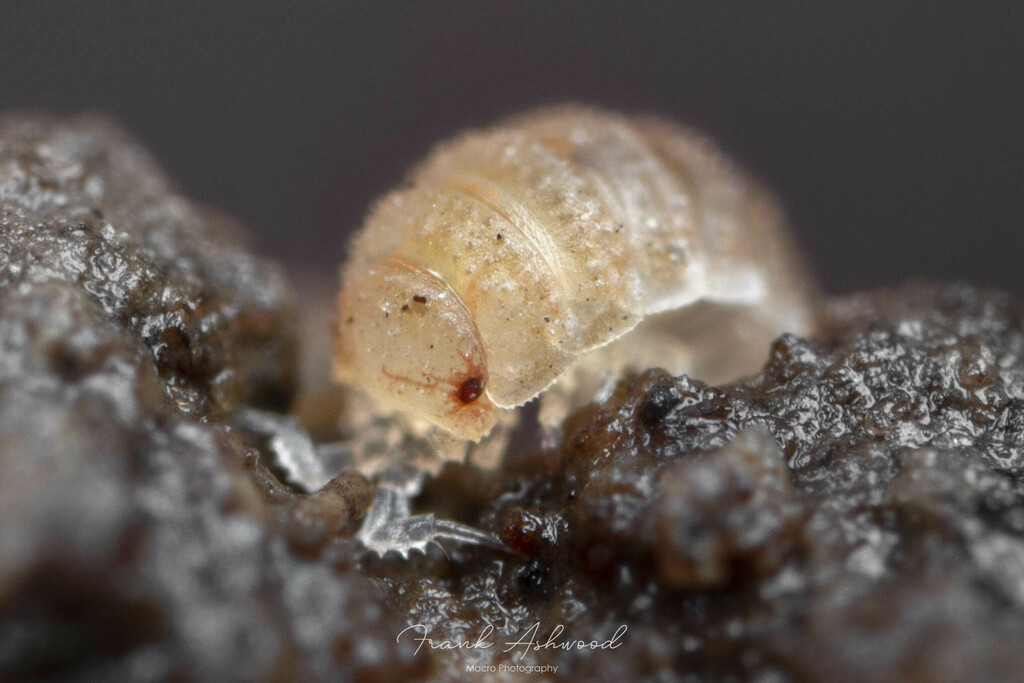 Trichoniscoides sarsi