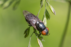 Chrysogaster