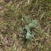 photo of Field Sagewort (Artemisia campestris)