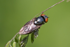 Chrysogaster