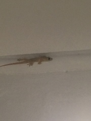 Hemidactylus platyurus