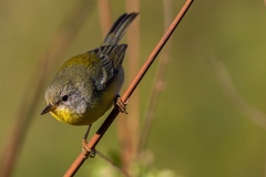 Setophaga pitiayumi graysoni