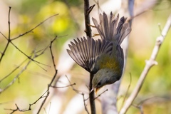 Setophaga pitiayumi graysoni