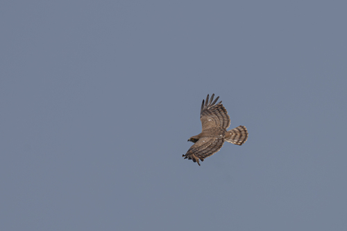 Beaudouin's Snake Eagle (Circaetus beaudouini), photo 5