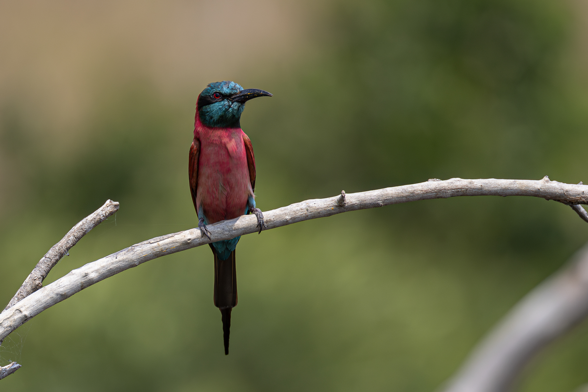 Northern Carmine Bee-eater (Merops nubicus)
