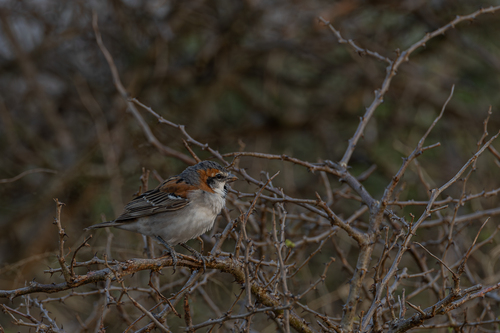 Shelley's Sparrow (Passer shelleyi), photo 10