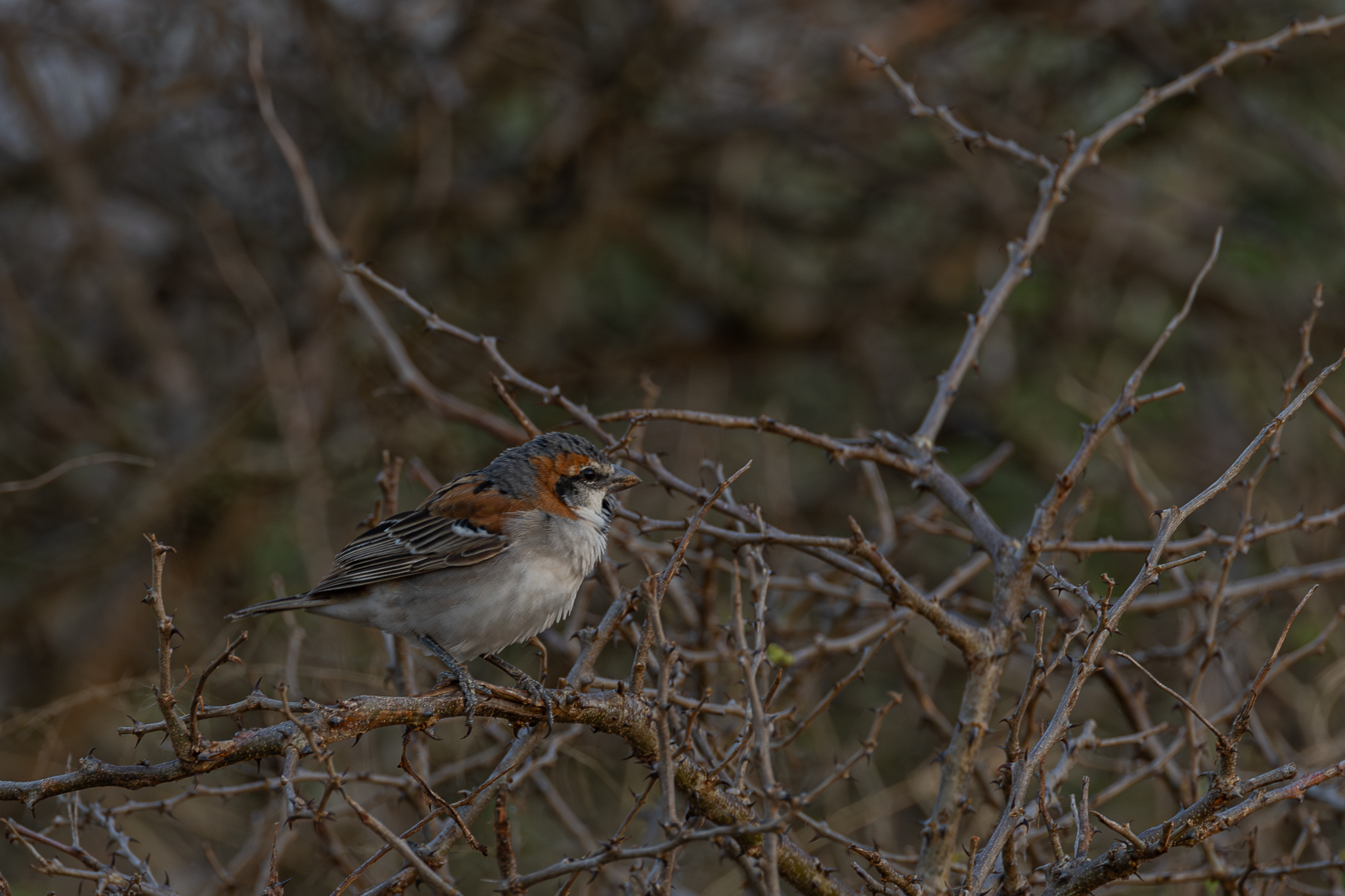 Shelley's Rufous Sparrow illustration