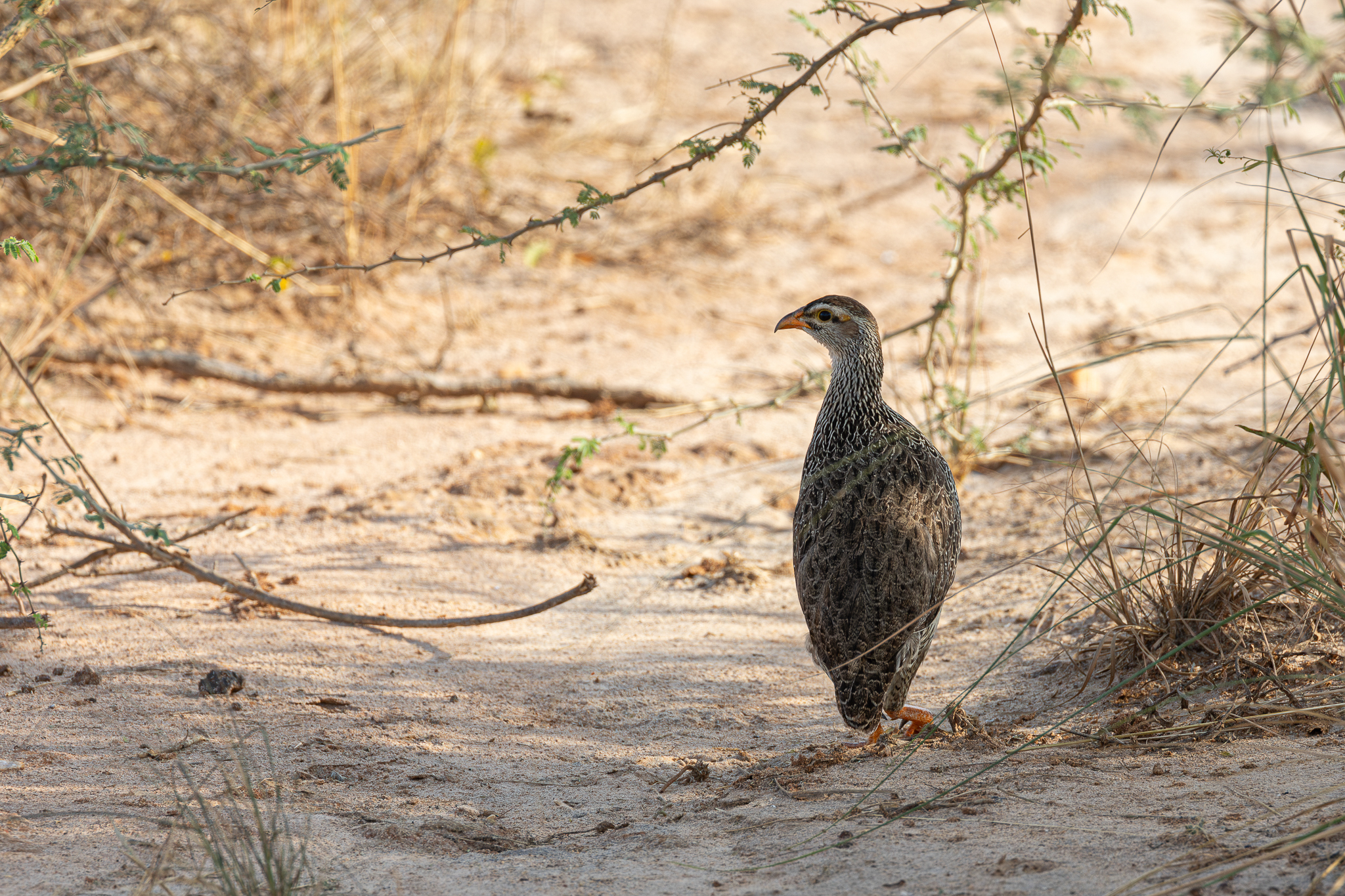 Heuglin's Spurfowl (Pternistis icterorhynchus), photo 5