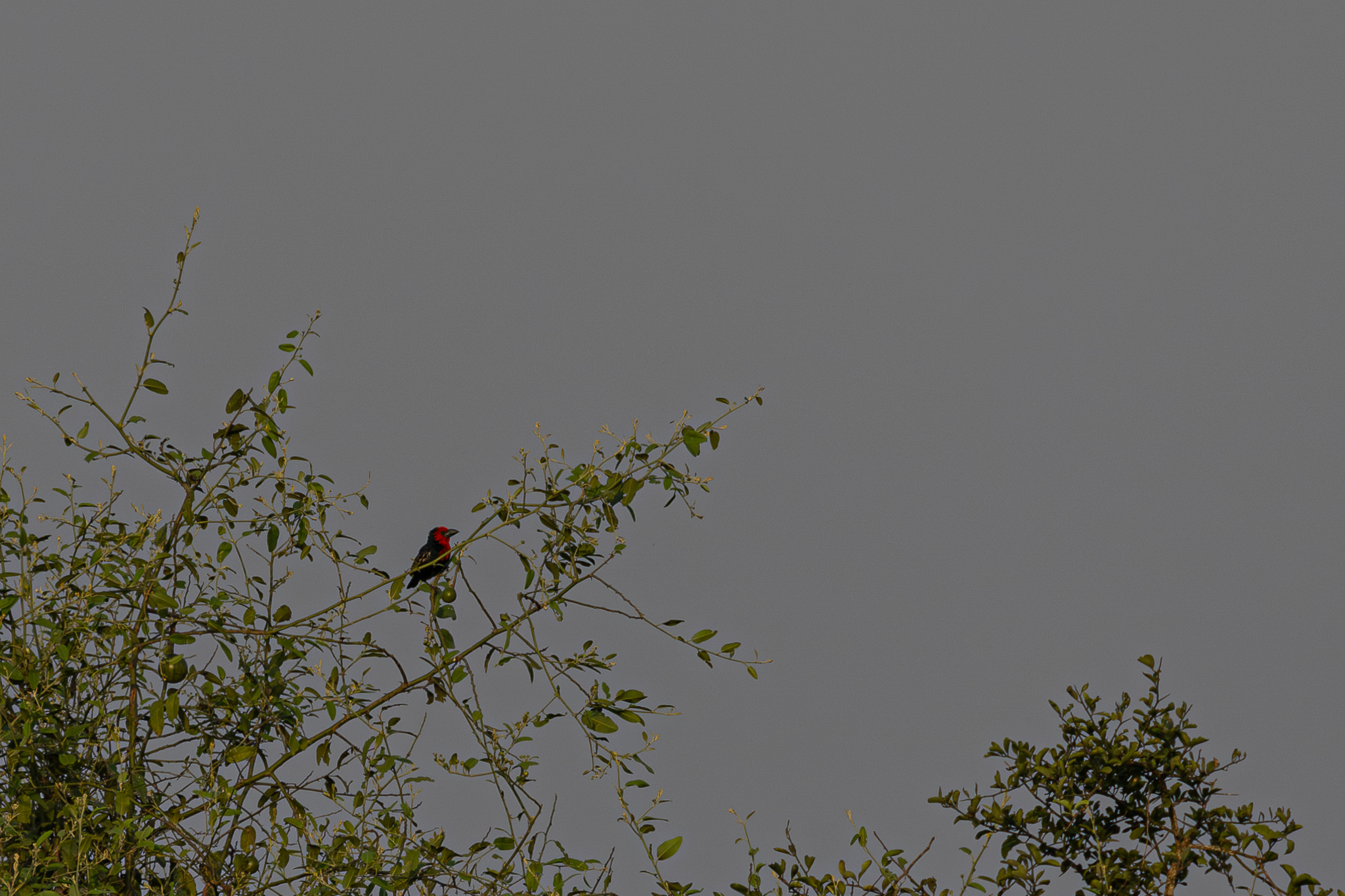 Black-billed Barbet (Lybius guifsobalito), photo 5