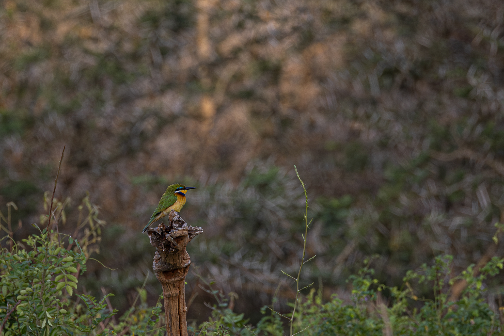 Blue-breasted Bee-eater (Merops variegatus)