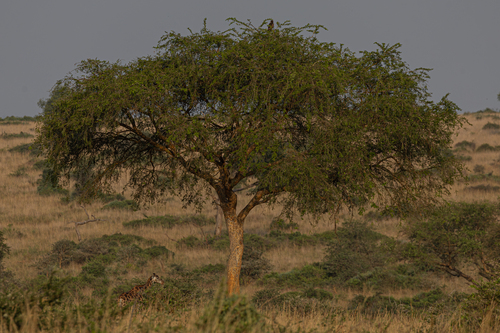 Giraffe
