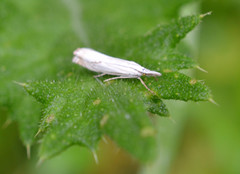 Crambus lathoniellus