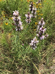 Monarda clinopodioides