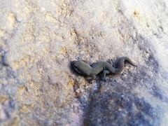 Pachydactylus geitje