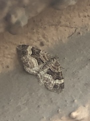Xanthorhoe biriviata