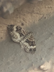 Xanthorhoe biriviata