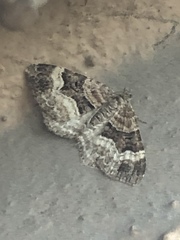 Xanthorhoe biriviata