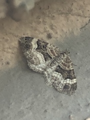 Xanthorhoe biriviata