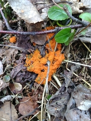 Byssonectria terrestris