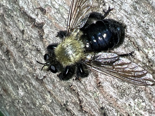 Black-tailed Laphria photo 5