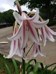 Crinum zeylanicum