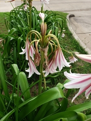 Crinum zeylanicum