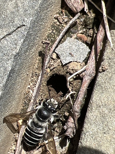 Texas Leafcutter Bee photo 3