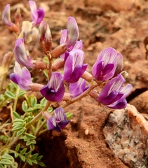 Astragalus desperatus