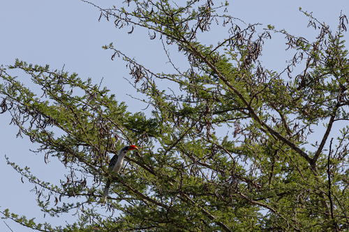 Jackson's Hornbill (Tockus jacksoni)