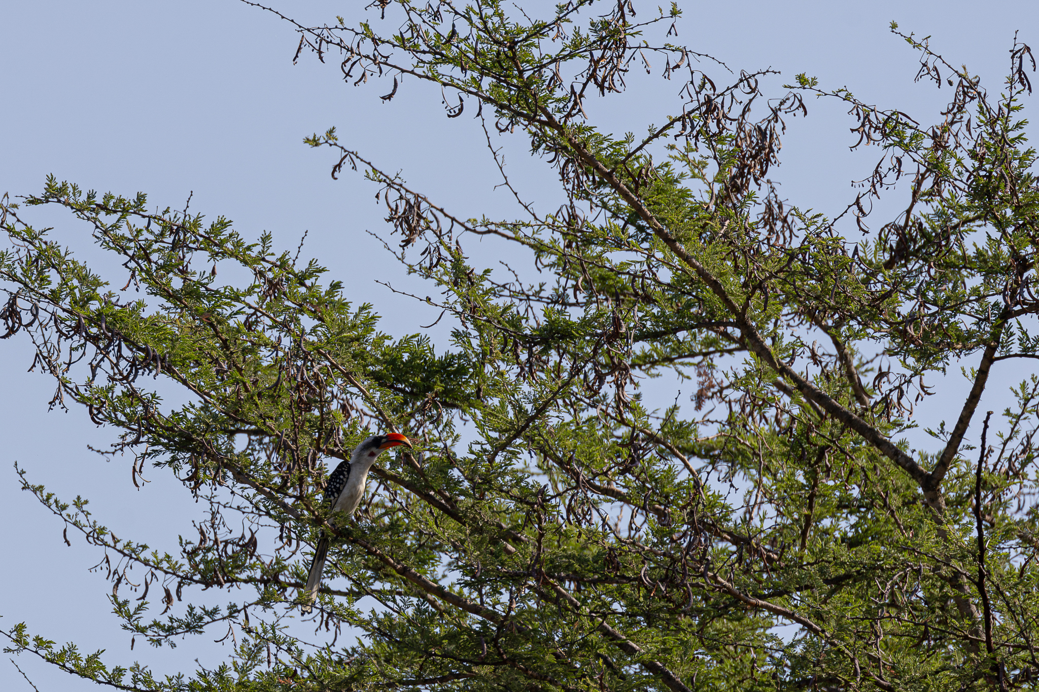 Jackson's Hornbill (Tockus jacksoni), photo 1