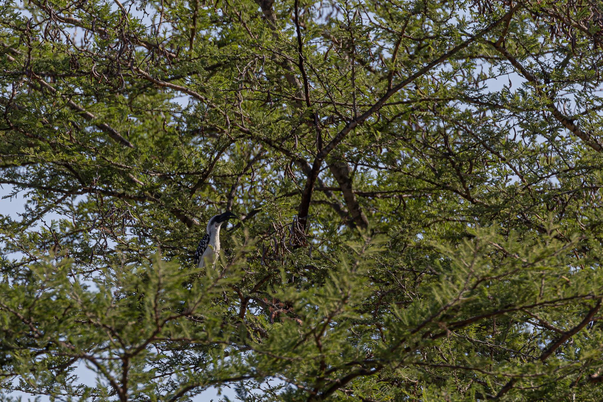 Jackson's Hornbill (Tockus jacksoni), photo 2
