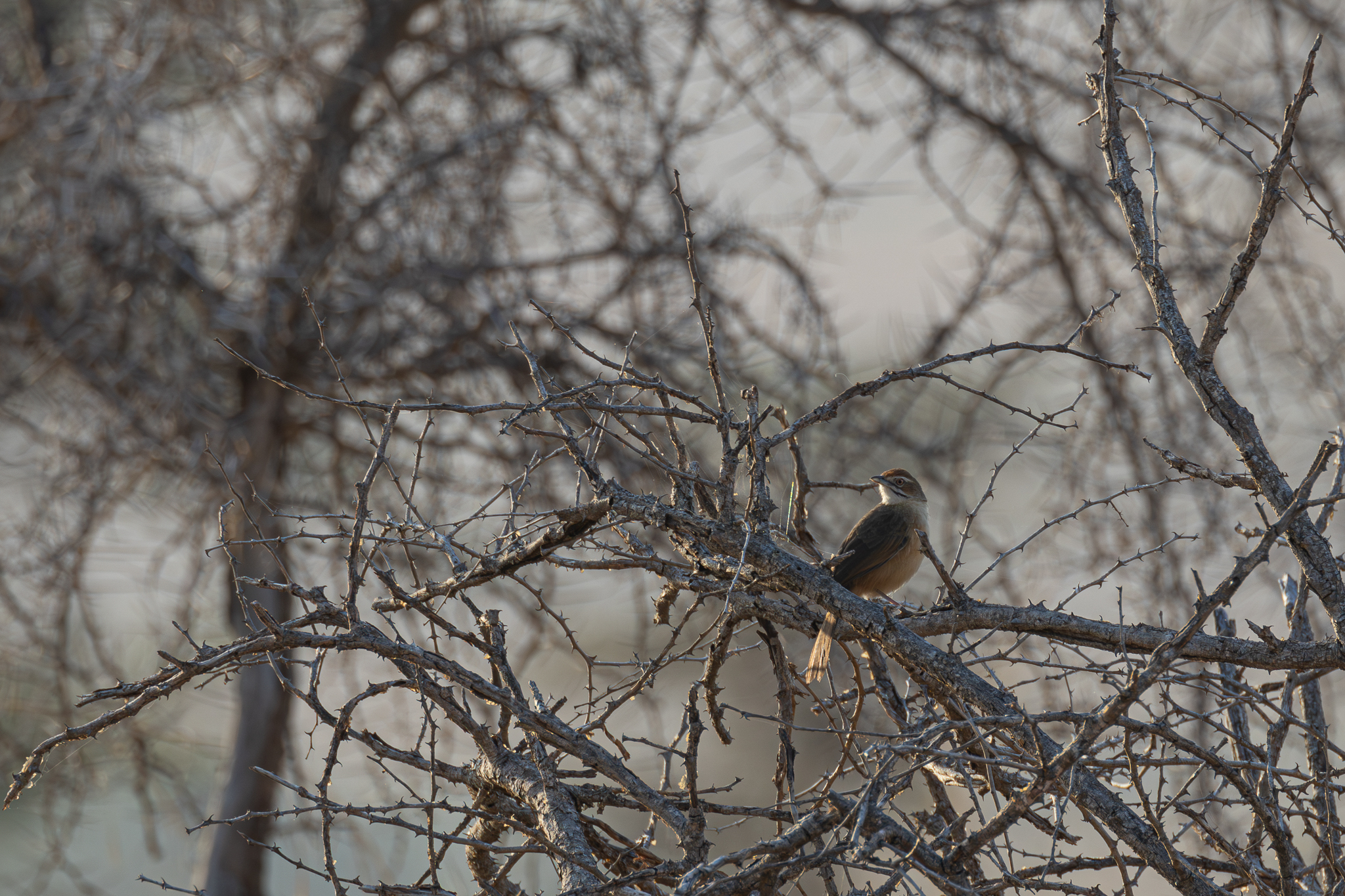 Moustached Grass Warbler (Melocichla mentalis), photo 9