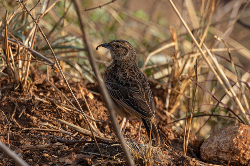 Flappet Lark (Amirafra rufocinnamomea), photo 9