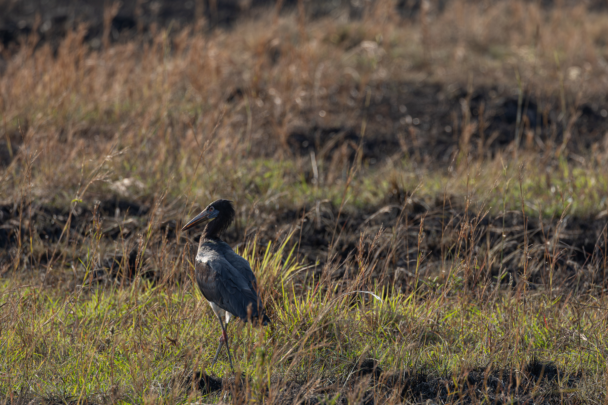 Abdim's Stork (Ciconia abdimii)