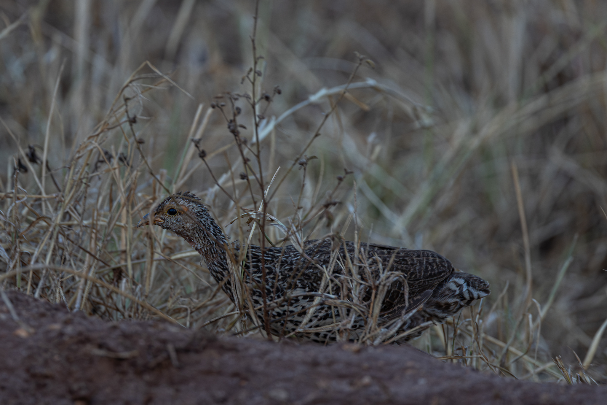 Clapperton's Spurfowl (Pternistis clappertoni), photo 2