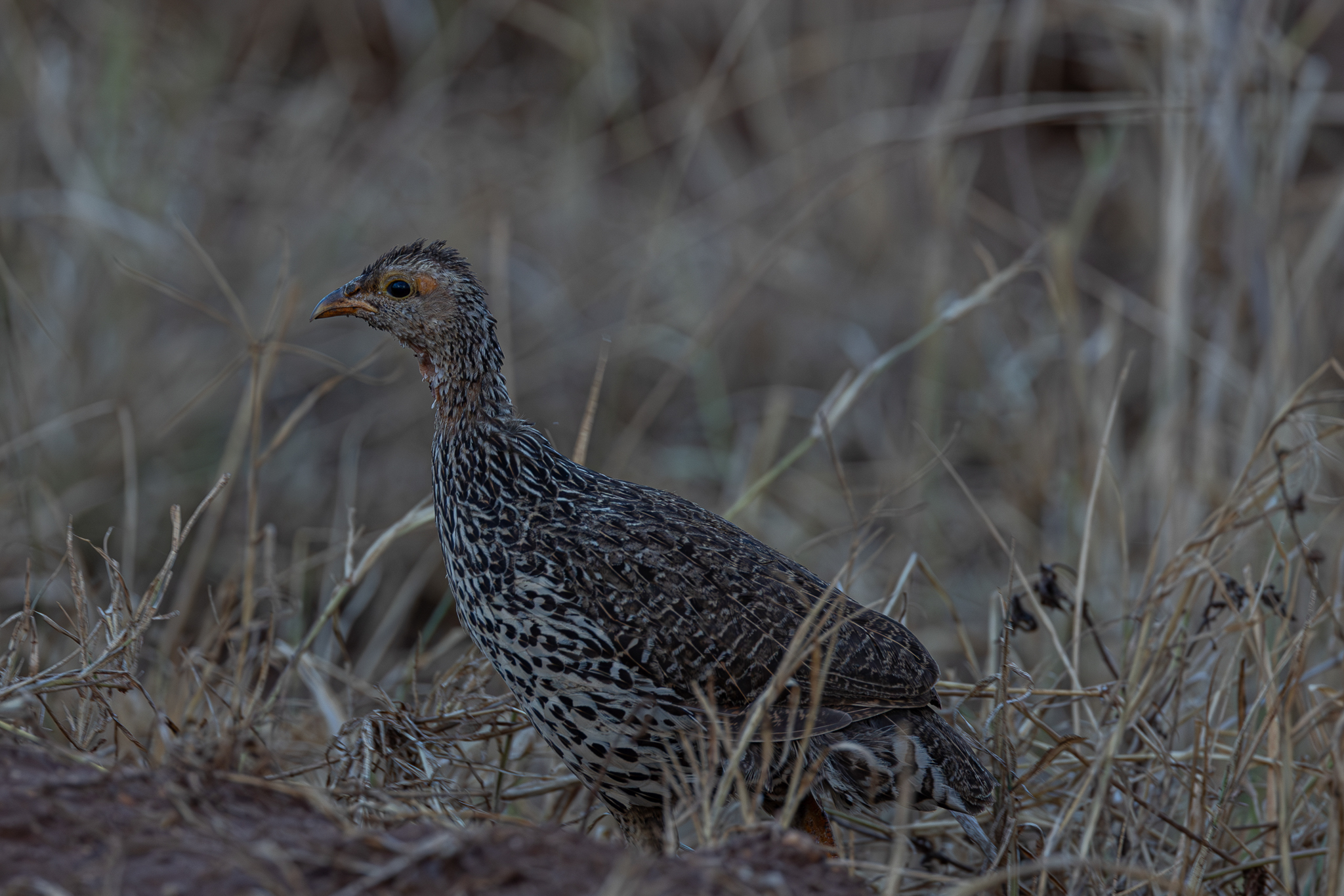 Clapperton's Spurfowl (Pternistis clappertoni), photo 4