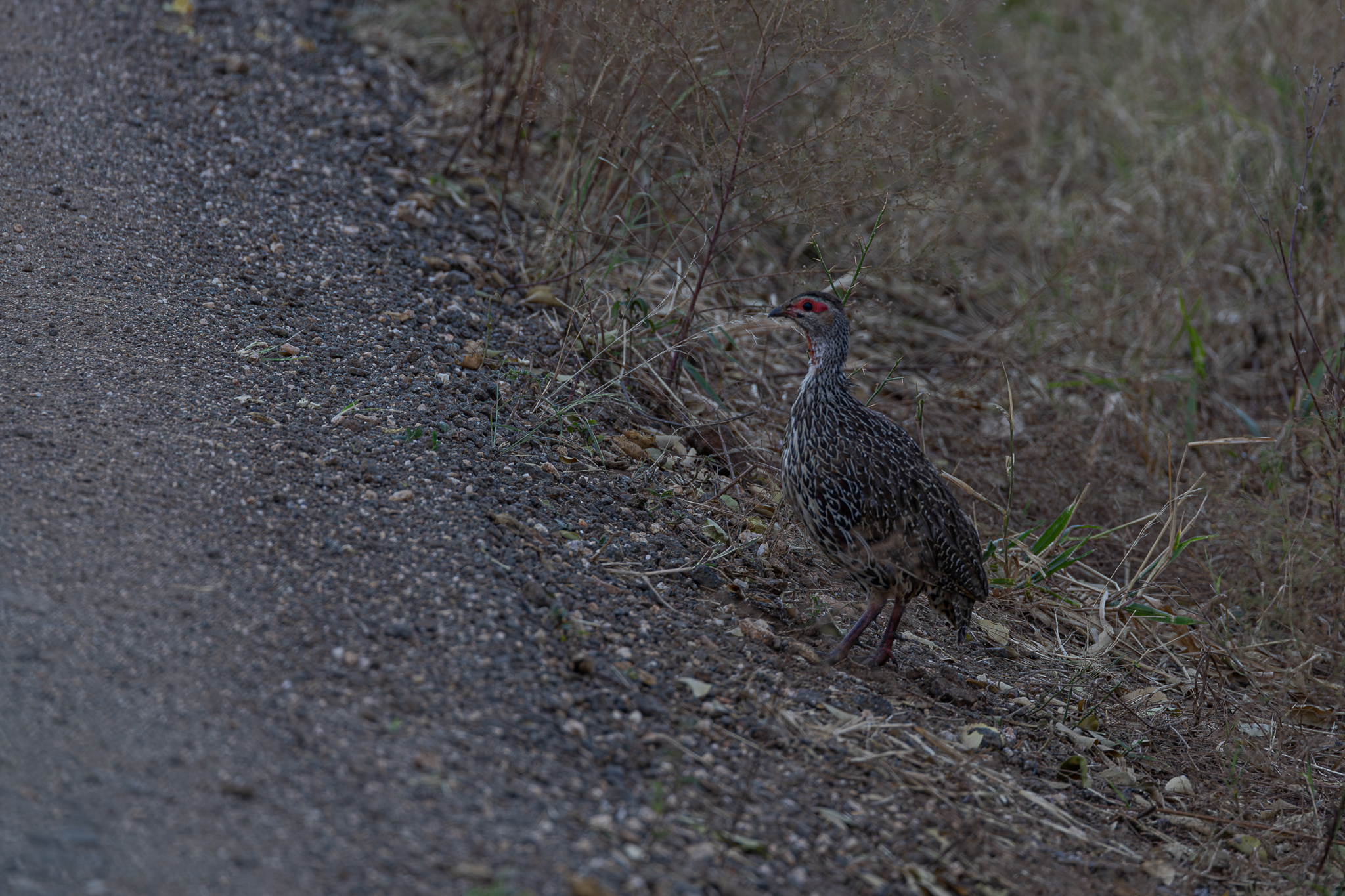 Clapperton's Spurfowl (Pternistis clappertoni), photo 5