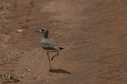 Caspian Plover (Anarhynchus asiaticus), photo 7