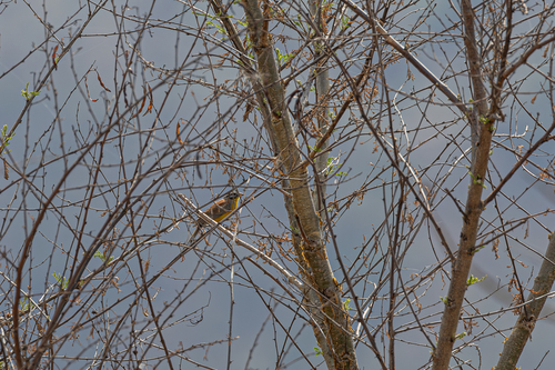 Brown-rumped Bunting (Emberiza affinis)