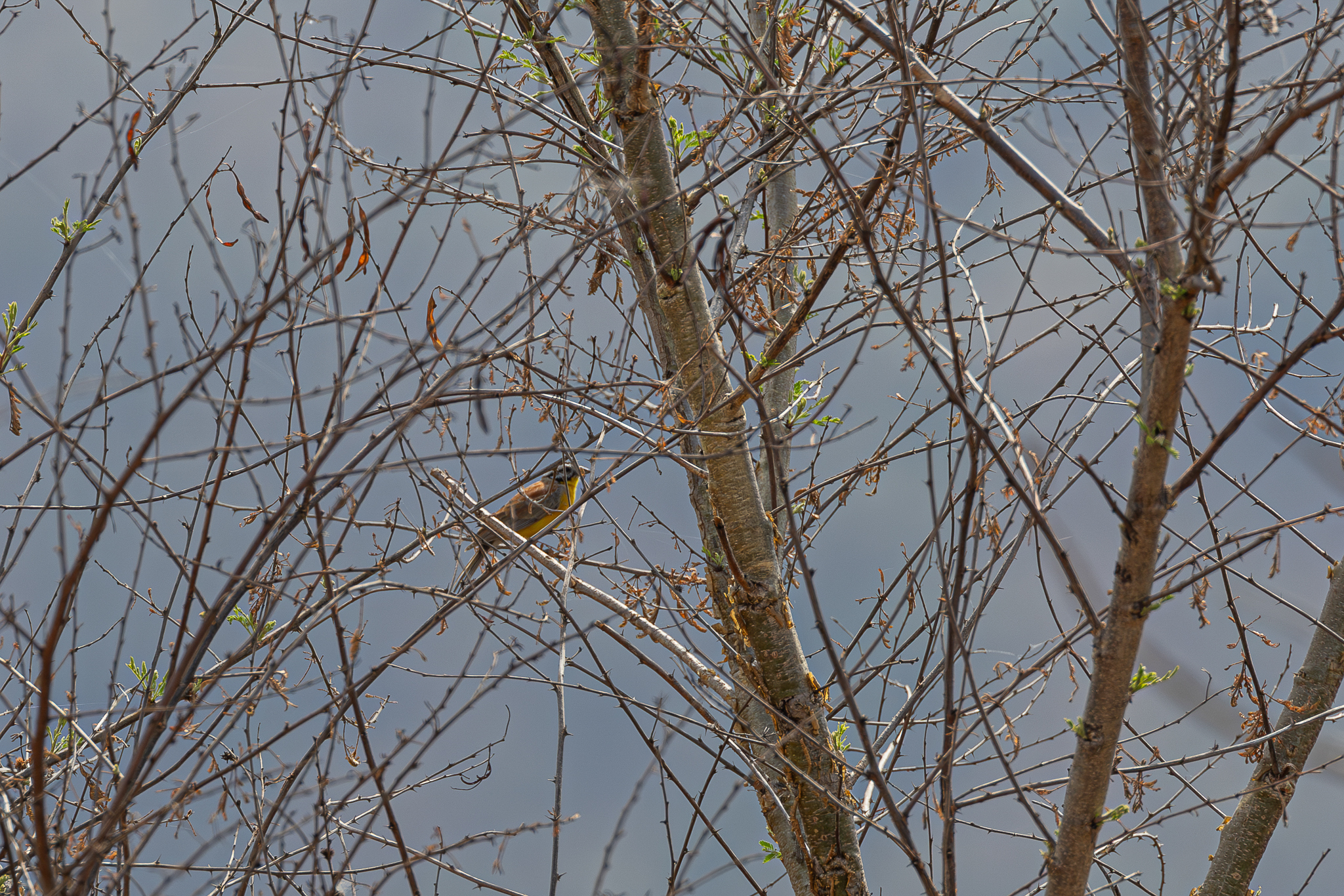Brown-rumped Bunting (Emberiza affinis), photo 1