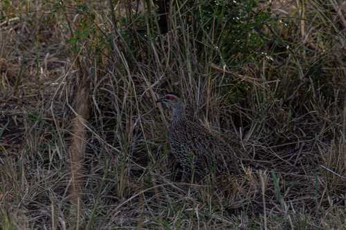 Clapperton's Spurfowl (Pternistis clappertoni)